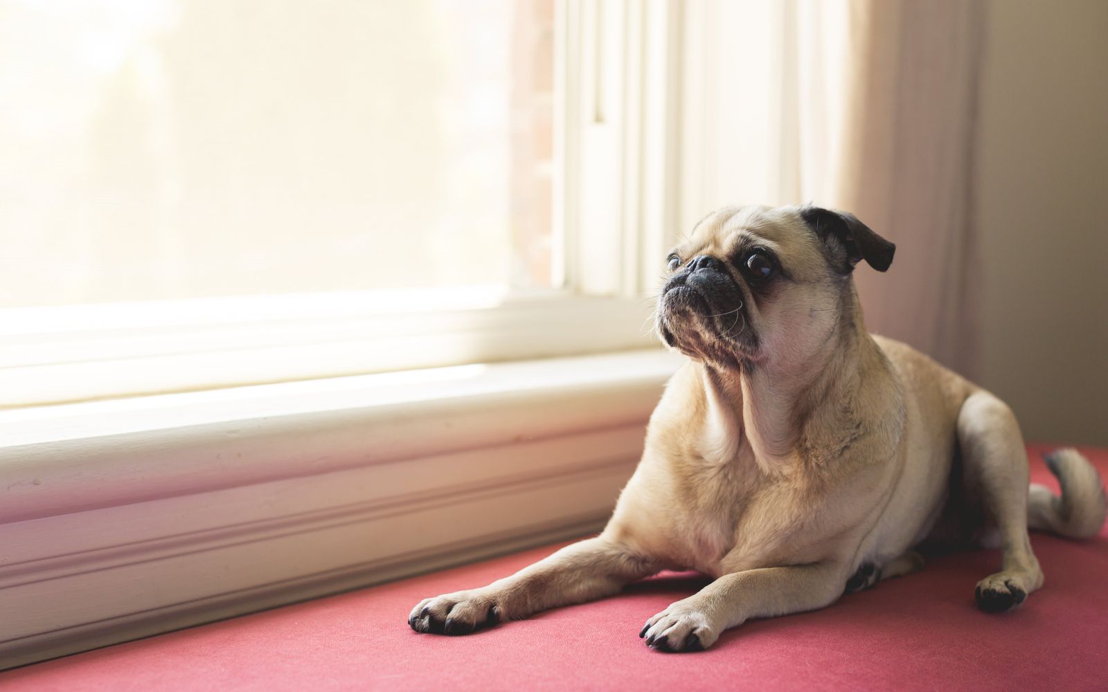 A pug dog lounging peacefully indoors beside a bright sunlit window