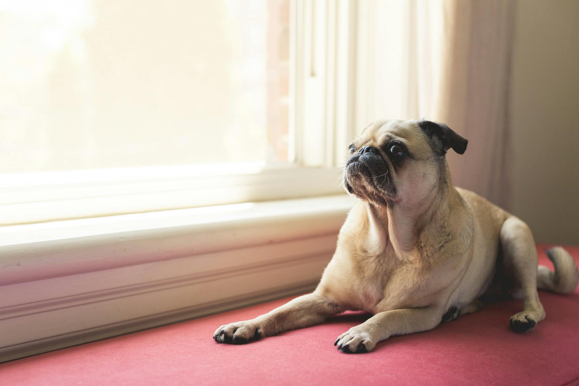 Adult Fawn Pug Near White Wooden Framed Window