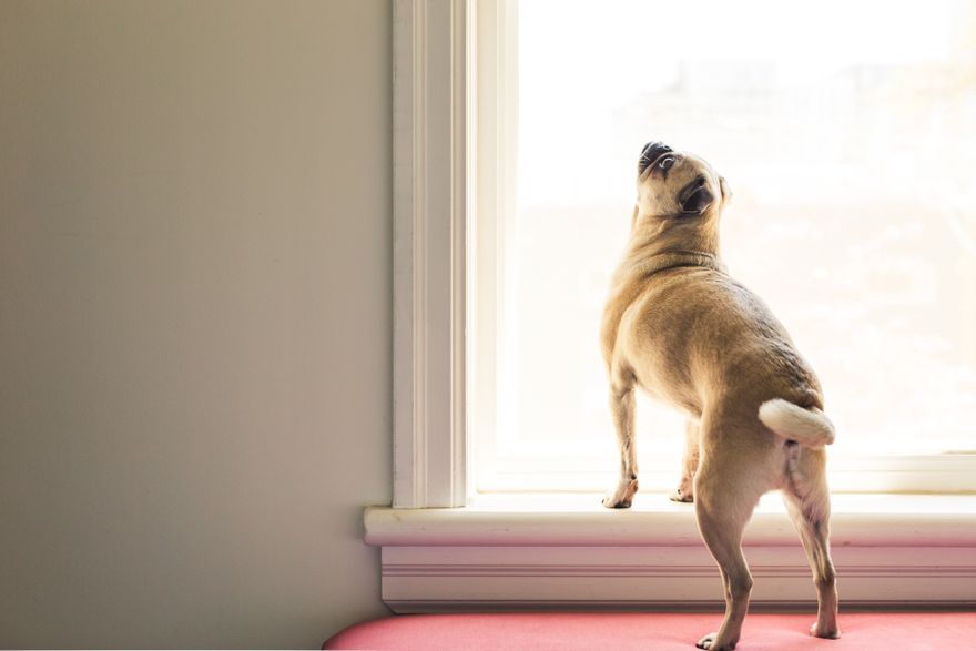 Fawn Pug on a sunny windowsill