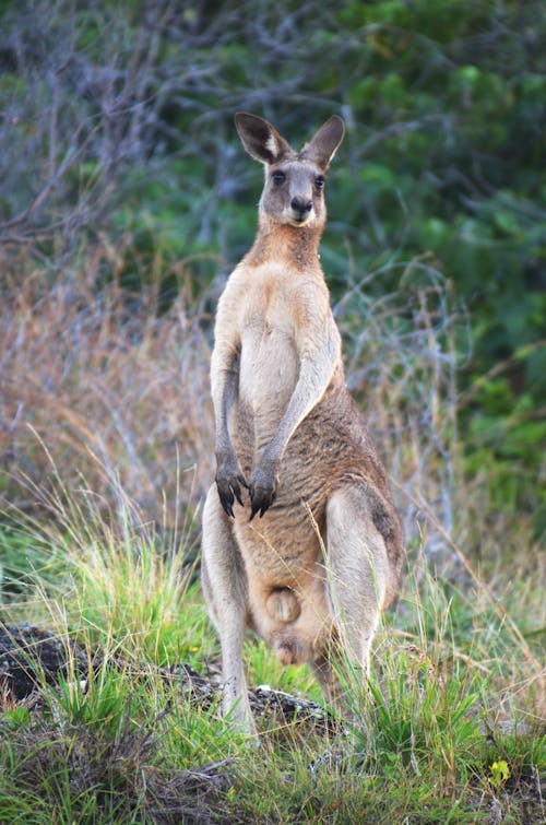 Ảnh lưu trữ miễn phí về Châu Úc, động vật hoang dã, kangaroo