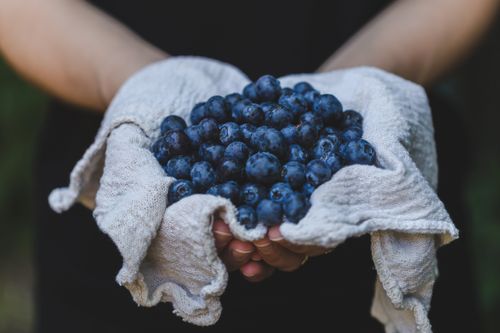 Free A handful of fresh, ripe blueberries cradled in a cloth, perfect for healthy cooking. Stock Photo