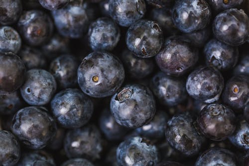 Gratis lagerfoto af antioxidant, blåbær, frisk