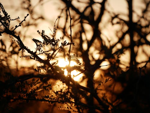 Why Fall Sunsets Appear More Vivid Than in Summer