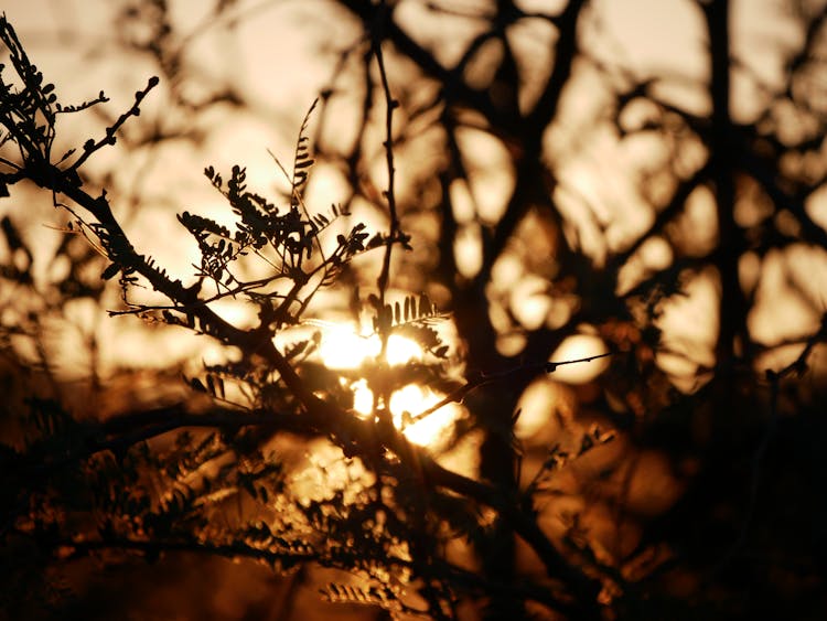 Sun Shining Through Tree Branches