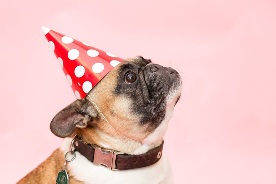 Adult Tan and White French Bulldog