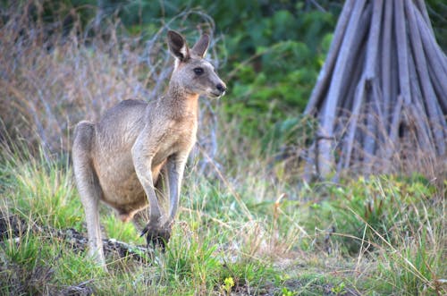 Ảnh lưu trữ miễn phí về Châu Úc, động vật hoang dã, kangaroo