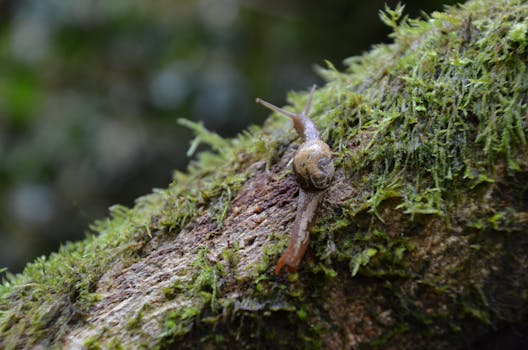 Snail crawling on a mossy log in a lush, damp forest environment.