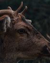 Brown Deer in Tilt Shift Lens