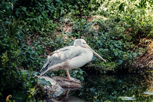Free Pelican standing near water in forest Stock Photo