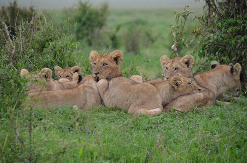 白天，Tan Lionessees在绿色的原野上
