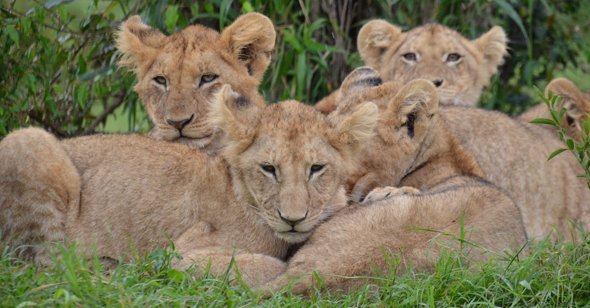 Free stock photo of africa, Kenya, lion cubs