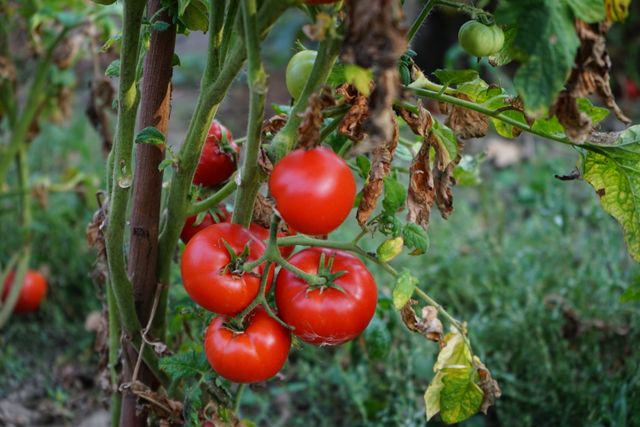 Ripe red tomatoes hanging from a staked vine with drying leaves in a garden