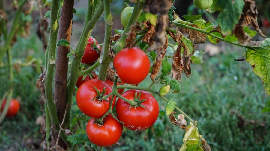 Year One Growing Tomatoes: Everything I Got Wrong