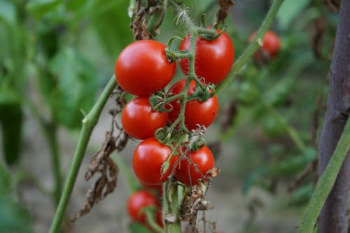 Tomatoes on a Branch