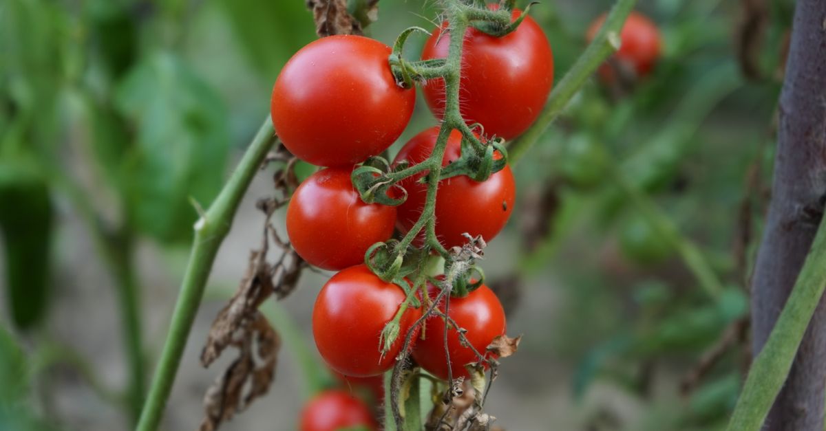 Guide Pratique pour Cultiver des Légumes Bio avec Succès