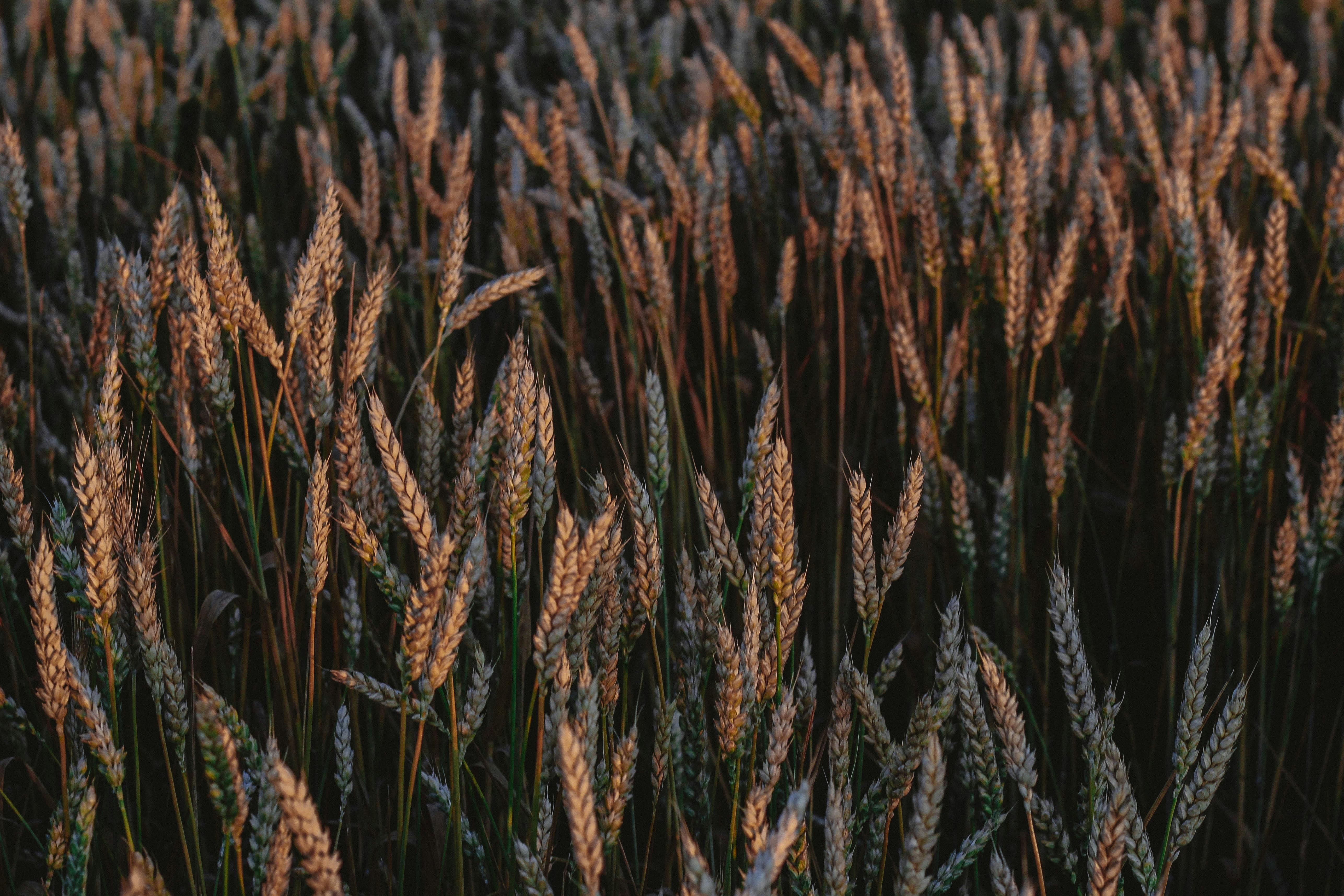 ANM: Rezerva de apă în cultura grâului de toamnă, apropiată de otpim și optime în cea mai mare parte a țării