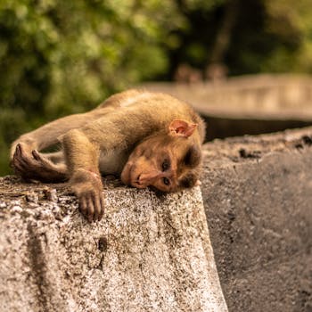 A monkey resting on a stone wall in a natural setting, captured in a tranquil moment.