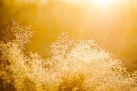 初夏的早晨，干草在明媚的阳光下泛着金色的光芒