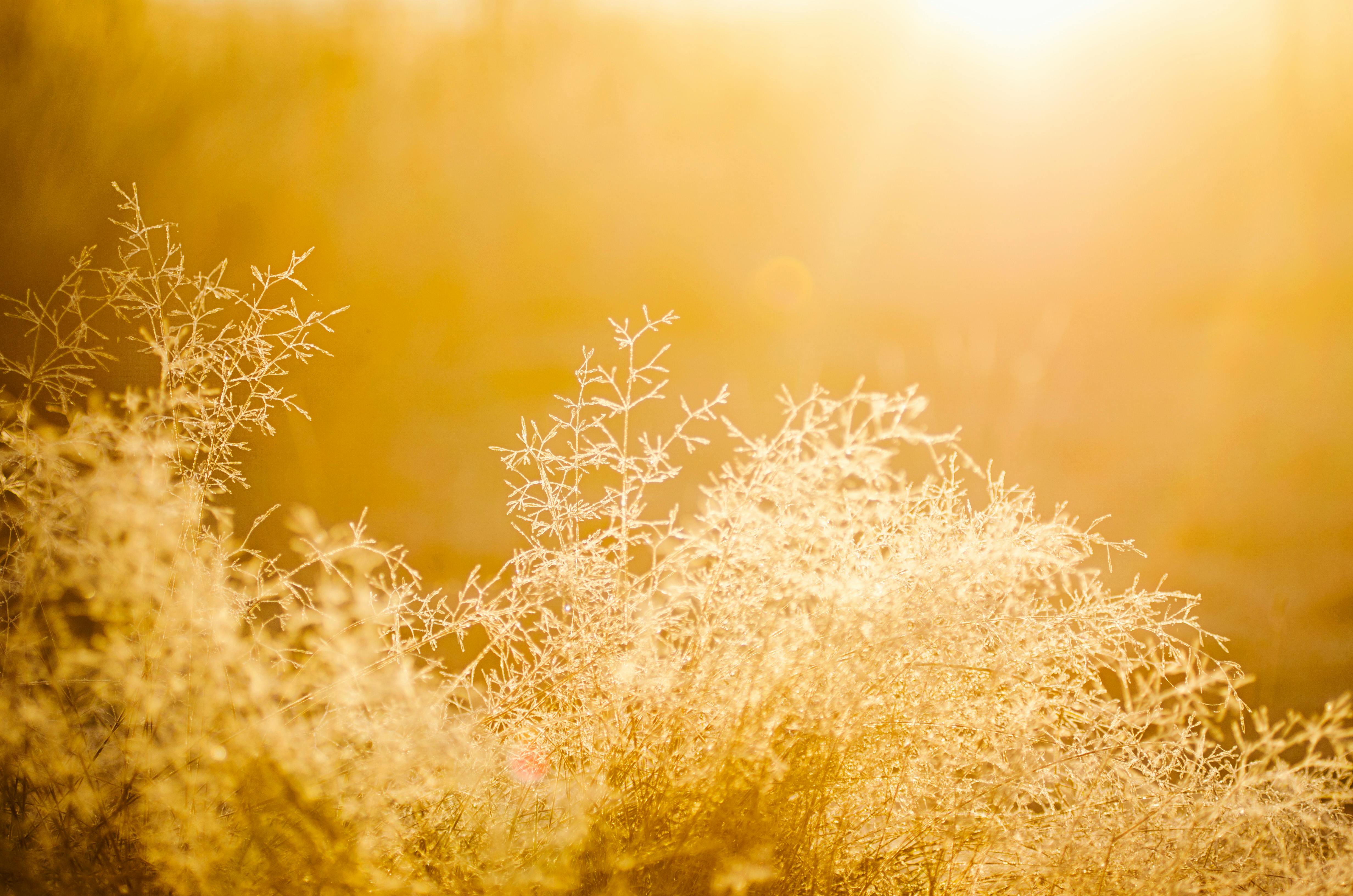 Felt Yellow Stock Photos - 44,283 Images