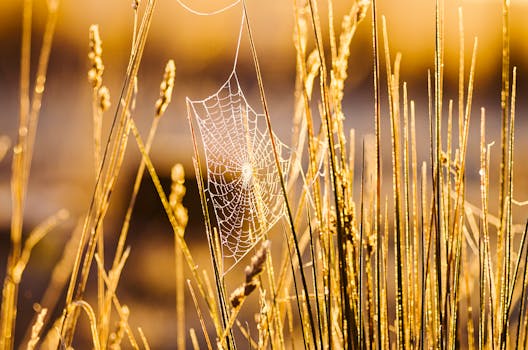 黄金时刻，蜘蛛网在高大的草丛中闪闪发光，捕捉着大自然的微妙之美