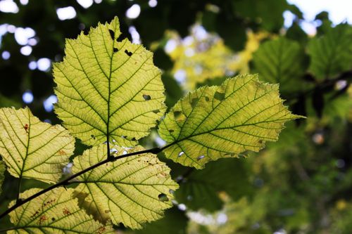 Free stock photo of autumn, fall, hazel Stock Photo