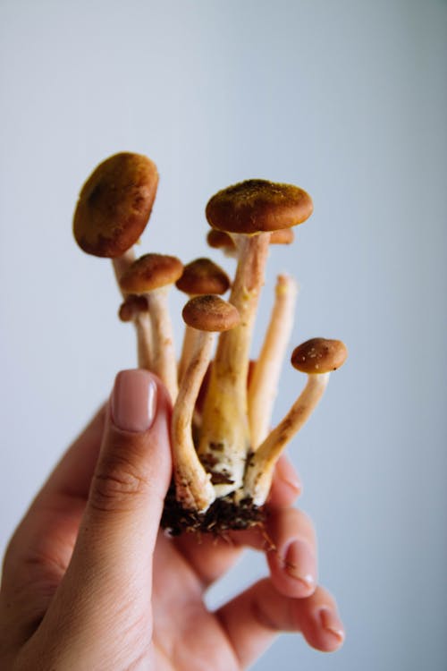 Person raising hand with fresh poplar mushrooms