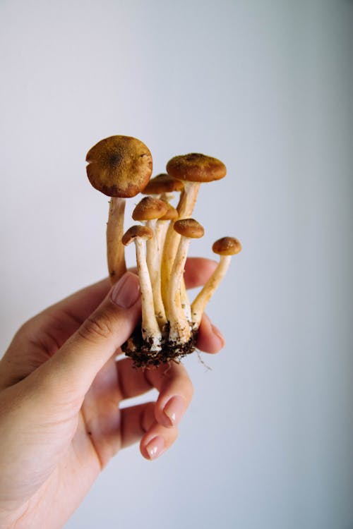 Crop unrecognizable woman raising hand with fresh poplar mushrooms against blurred grey background