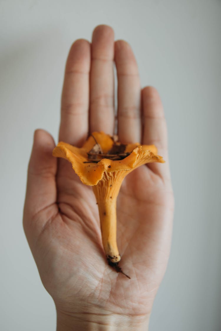 Person Showing Fresh Chanterelle Mushroom