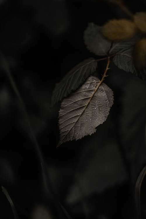 Brown Leaf in Close Up Photography