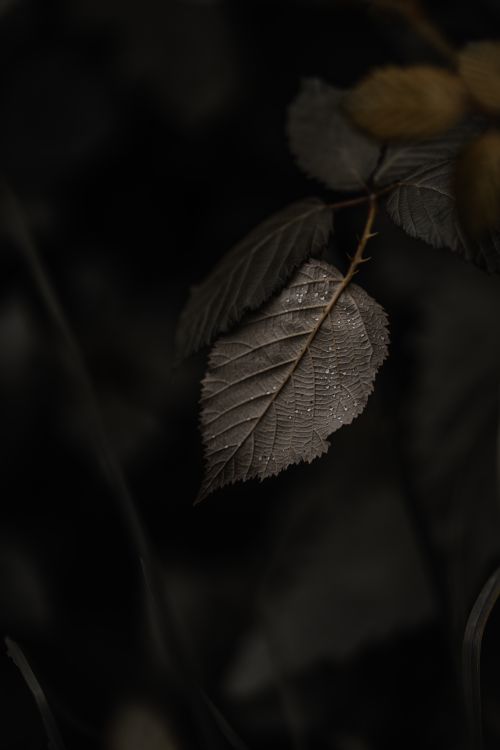 Free Close-up of a dark autumn leaf with dewdrops, highlighting nature's beauty. Stock Photo