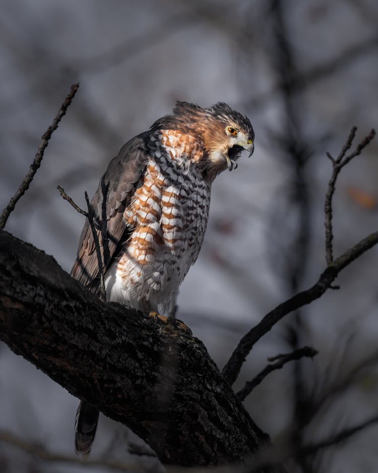 Hawk Screeching Loudly On Tree Branch