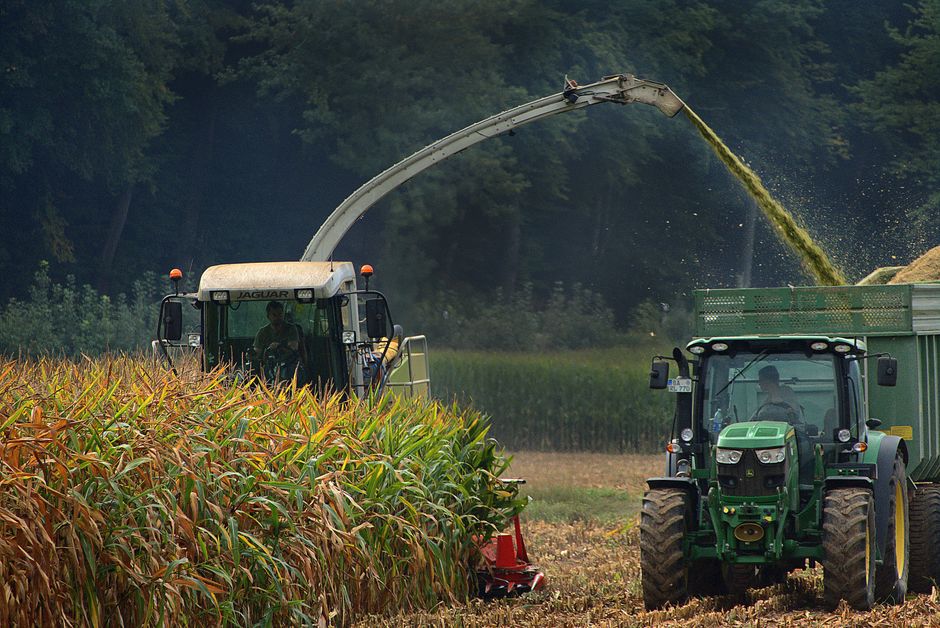 harvesting corn morning