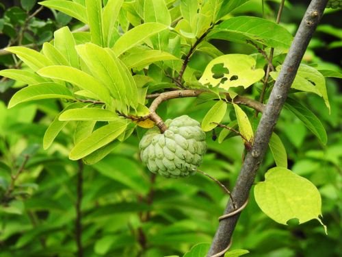 Free Vibrant green sugar apple hanging from a tree branch amidst lush leaves. Stock Photo