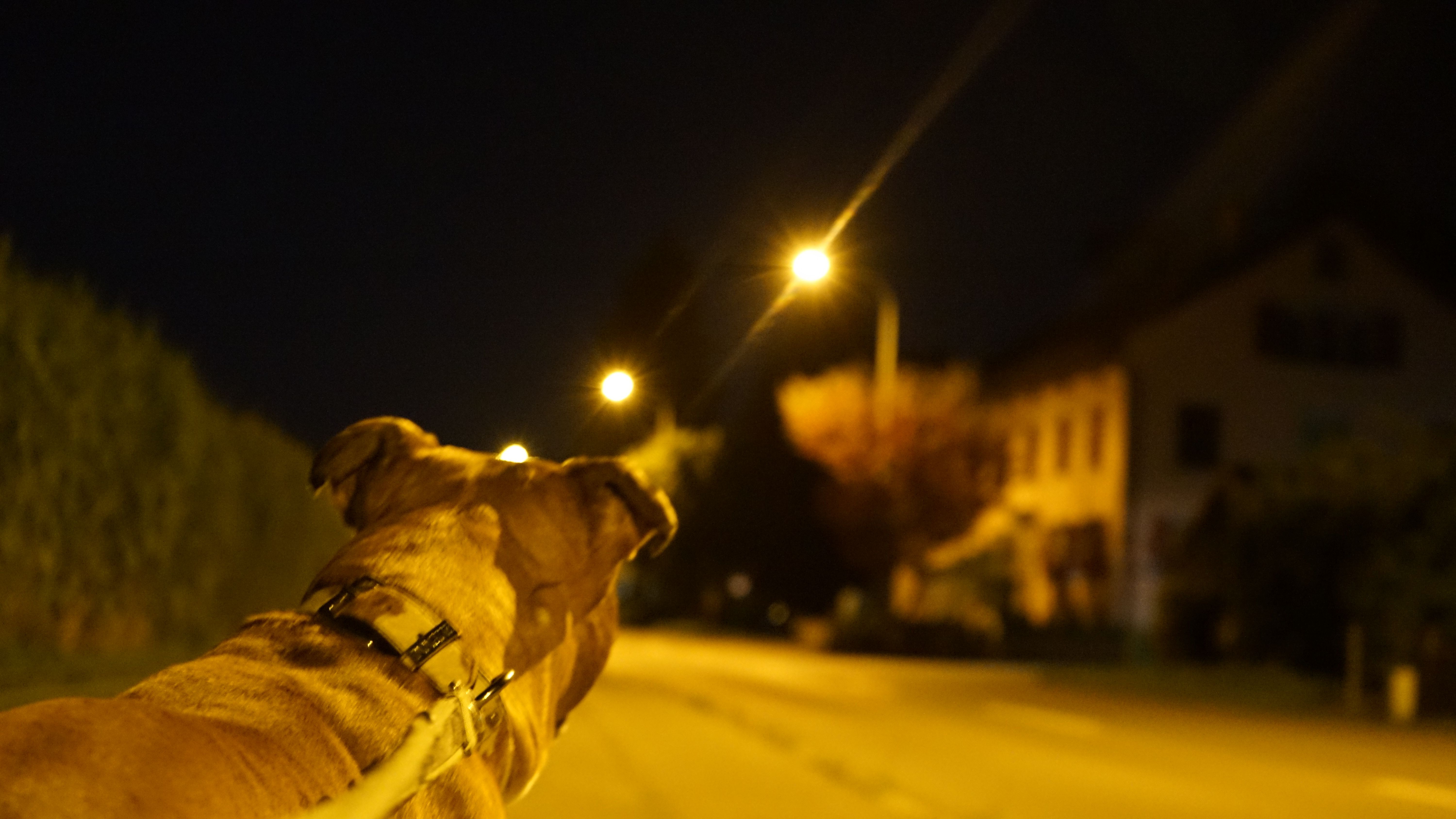 Free stock photo of dog, lights, night