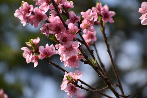 Kostnadsfri bild av blomning, flora, gren