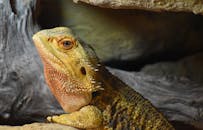 Yellow and Orange Inland Bearded Dragon on Rough Surface
