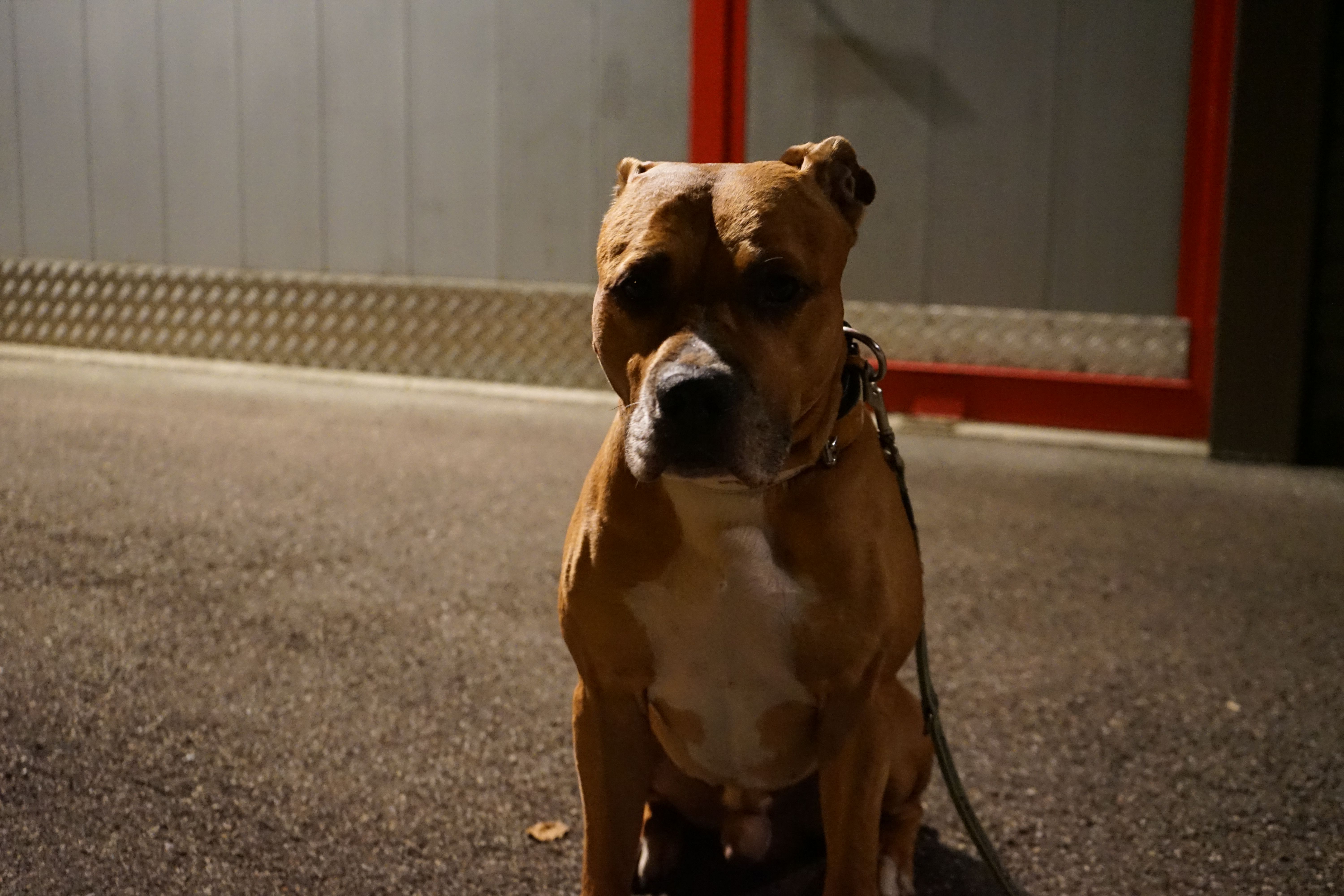 Foto Stok Gratis Tentang Anjing Anjing Pitbull Lampu Malam