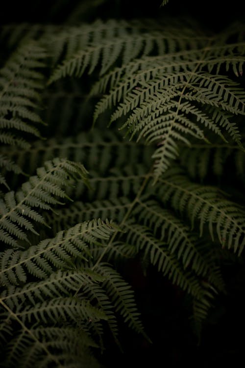 Foto stok gratis background hitam, Daun-daun, hijau