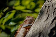 Brown and Green Lizard on Gray Tree Trunk
