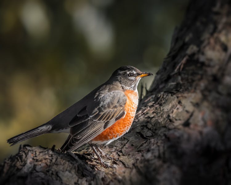 Cute Robin Sitting On Tree Branch