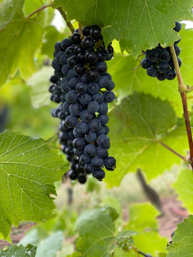 Dark grapes ripening on the vine