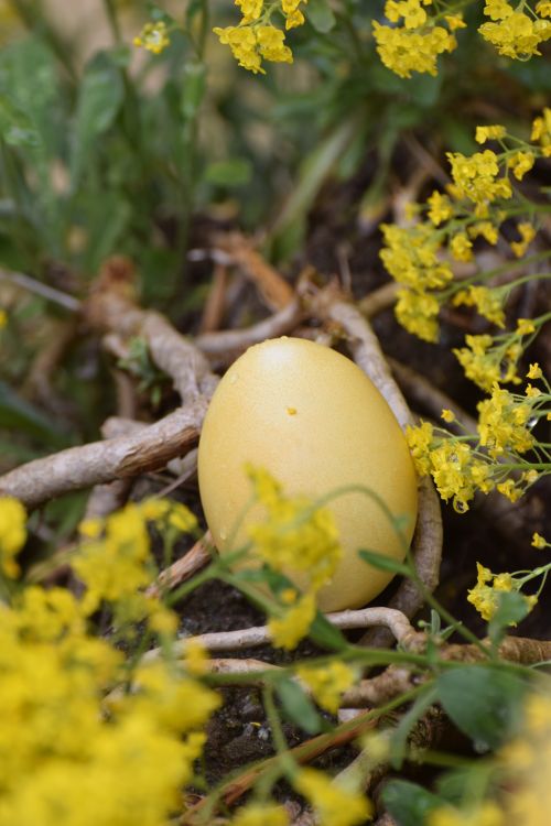 Free Close-up of a yellow egg nestled among bright yellow flowers and green leaves, capturing nature's beauty. Stock Photo