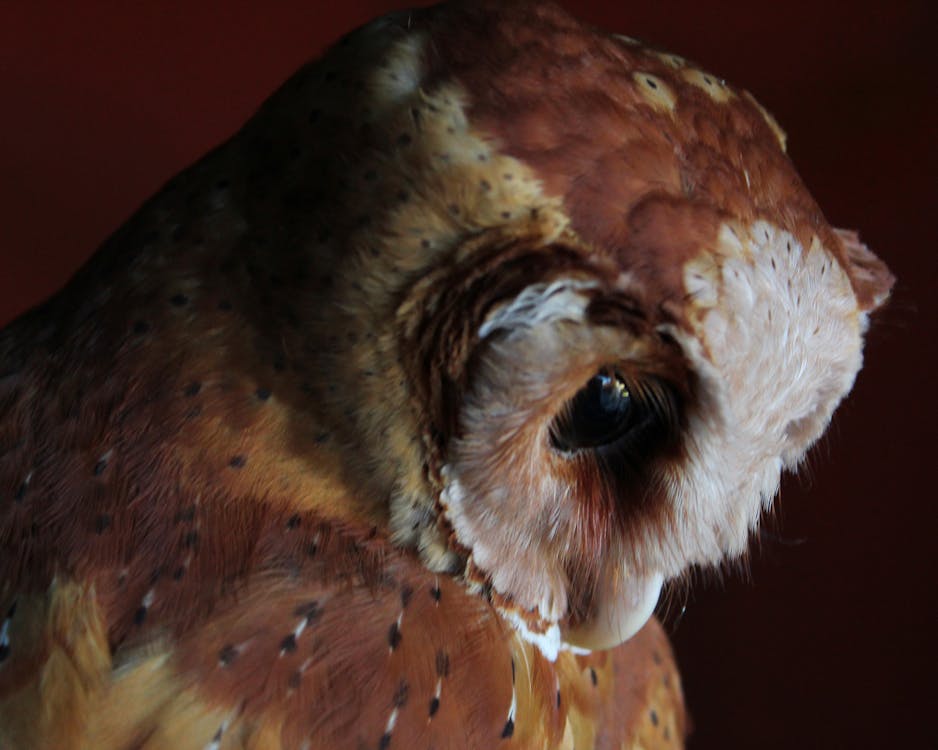 Free stock photo of animal portrait, animals, bird of prey