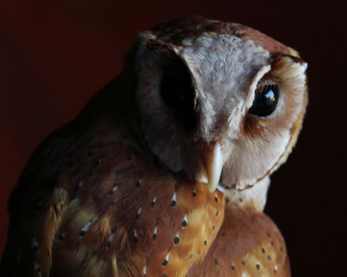 Free Intimate close-up of a barn owl showcasing intricate plumage and piercing gaze. Stock Photo