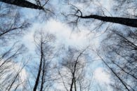 仰望冬季宁静森林中高耸的光秃树木，映衬着清澈的蓝天