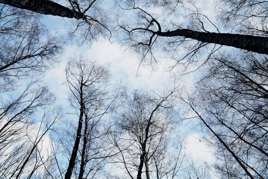 仰望冬季宁静森林中高耸的光秃树木，映衬着清澈的蓝天