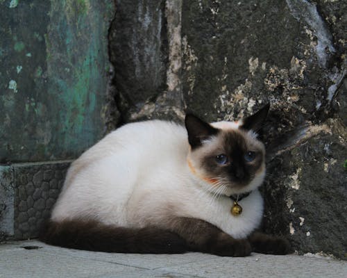灰色混凝土表面上的短毛白色和黑色貓