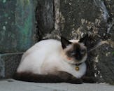 一只毛茸茸的连体猫在户外休息的特写肖像，蓝眼睛引人注目