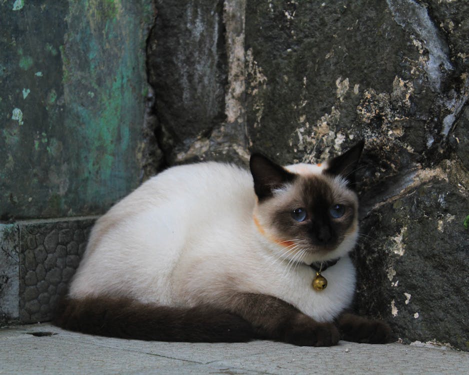 Short-furred White and Black Cat on Gray Concrete Surface