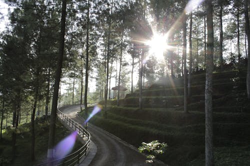 Pathway in Woods